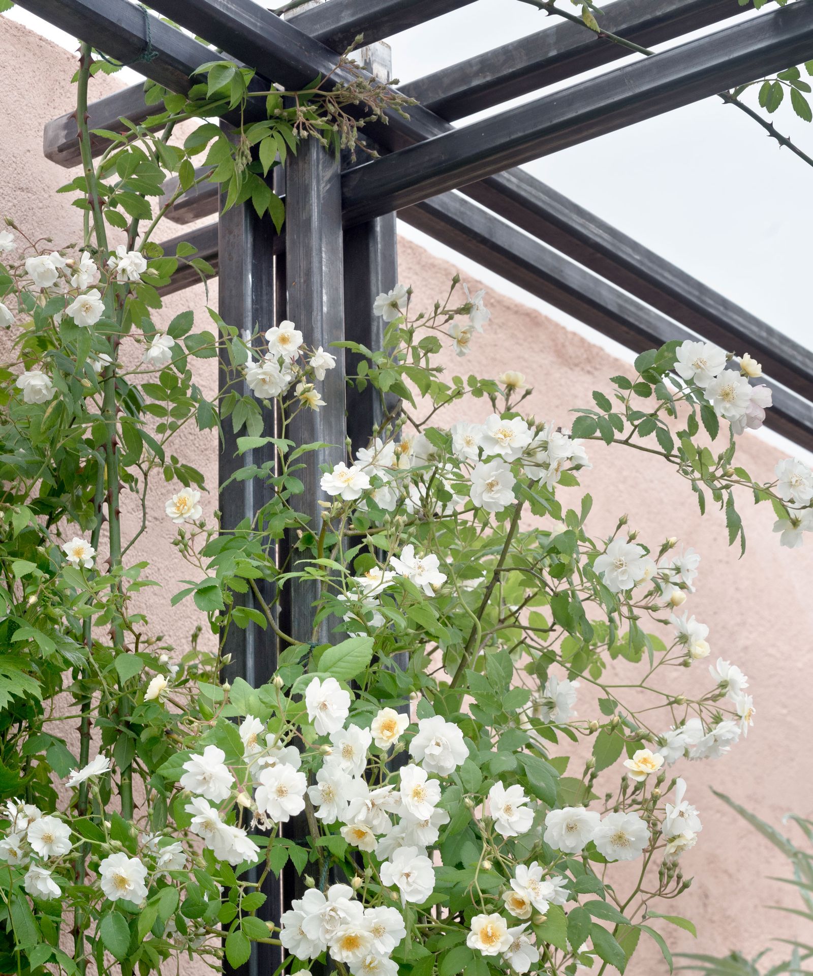 Plants that make your patio smell nice 8 expert suggestions Homes