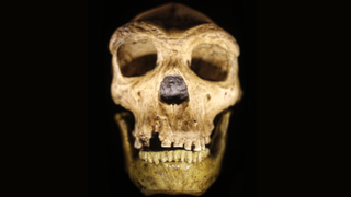 Close-up image of a Neanderthal skull against a black background