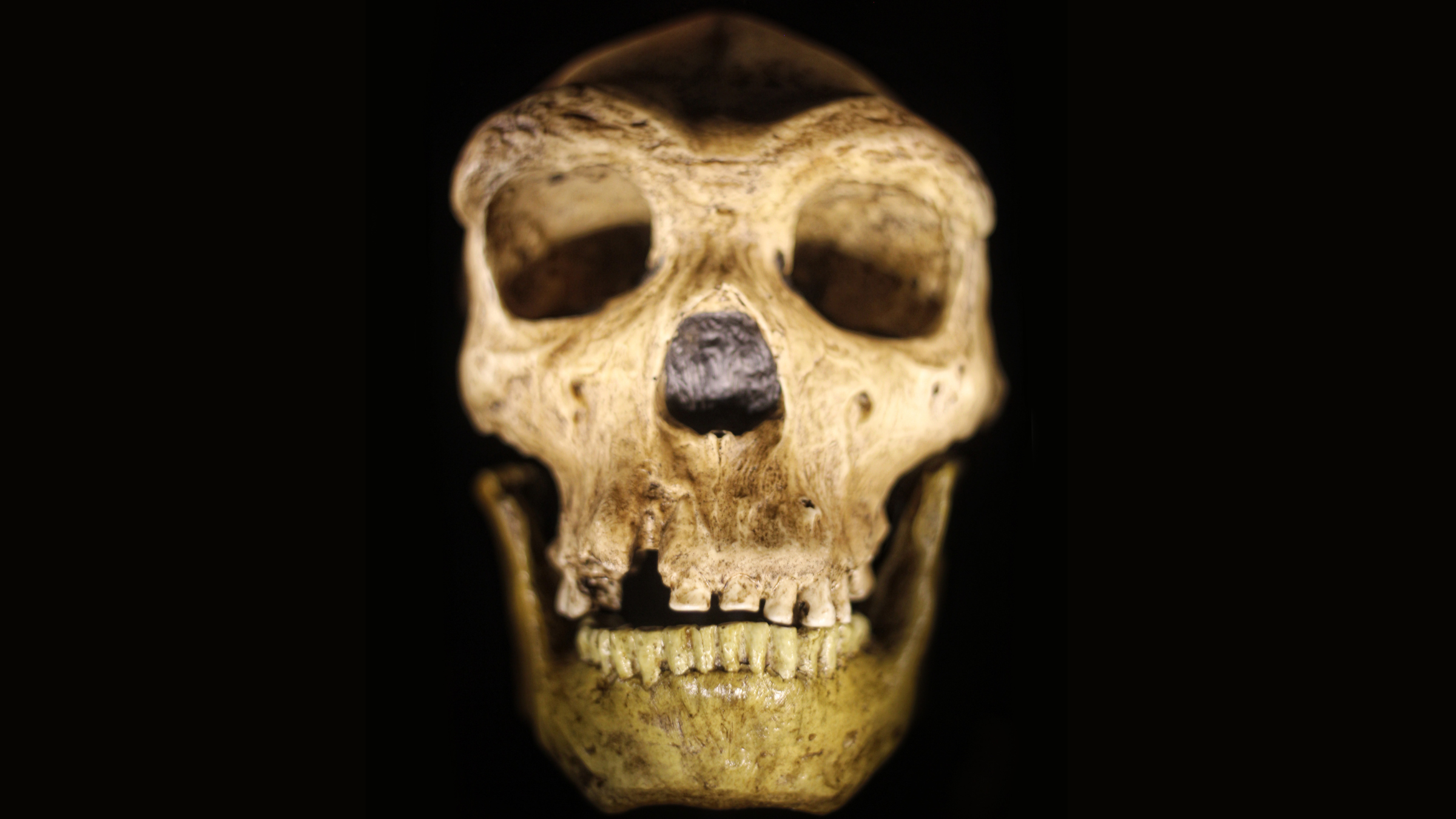 Could Neanderthals talk?
