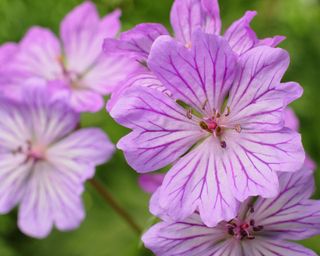 purple cranesbill, also known as hardy geraniums