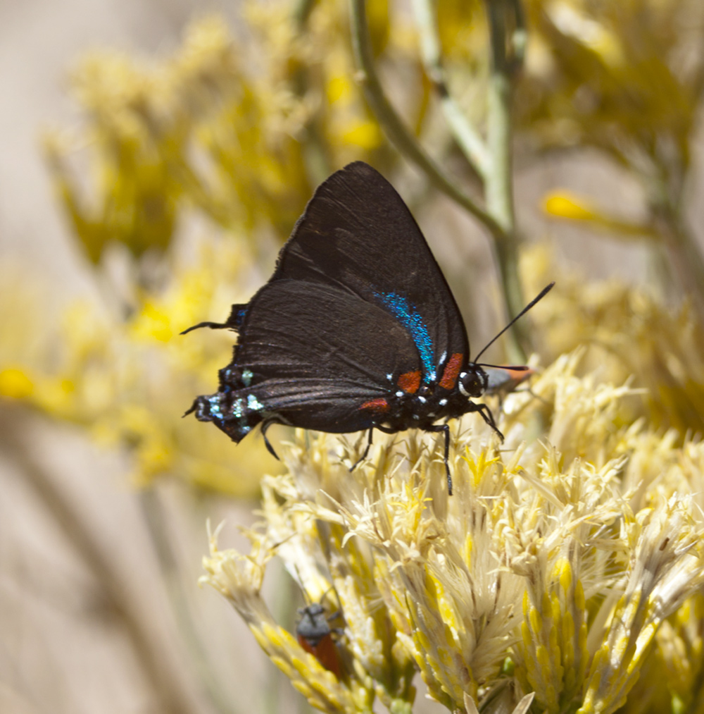Butterflies of the American Deserts