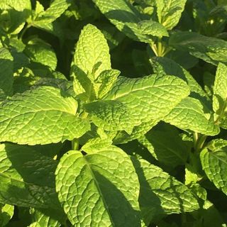 mint leaves taken from above