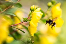 JGM4HR Bumble Bees collecting pollen from Rose of Sharon