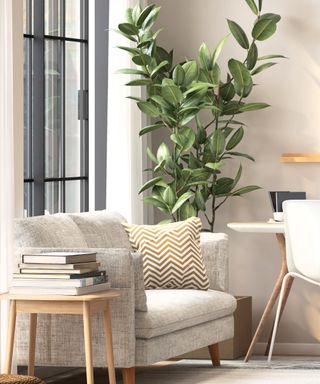 rubber plant behind a white fabric sofa