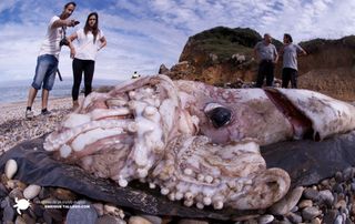 This giant squid called Architeuthis dux and measuring 30 feet long washed ashore in the Spanish community of Cantabria on Oct. 1, 2013.