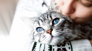 Gray cat with big blue eyes being cuddled by woman
