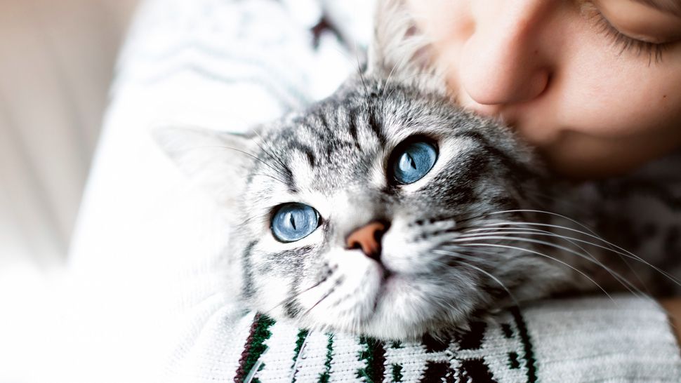 Do Cats Miss Their Owners 6 Ways To Tell And How To Help Them Cope 