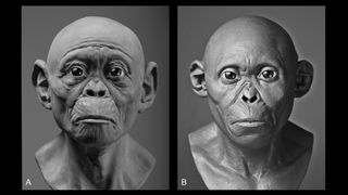These two facial reconstructions of the Taung child (without hair and pigment) show how the 3-year-old may have looked with more apelike features (left) versus more humanlike features (right).