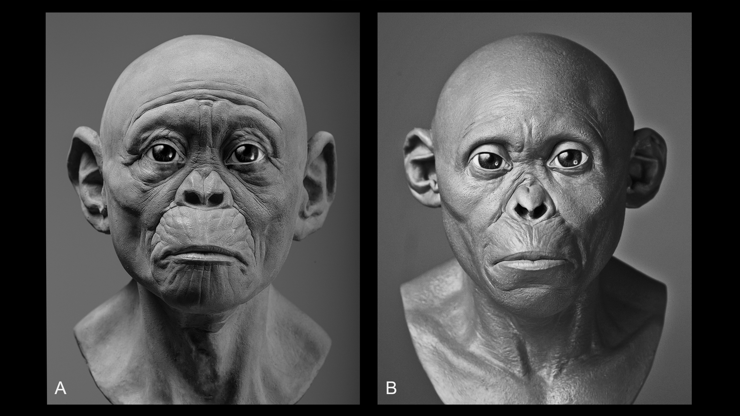 These two facial reconstructions of the Taung child (without hair and pigment) show how the 3-year-old may have looked with more apelike features (left) versus more humanlike features (right).