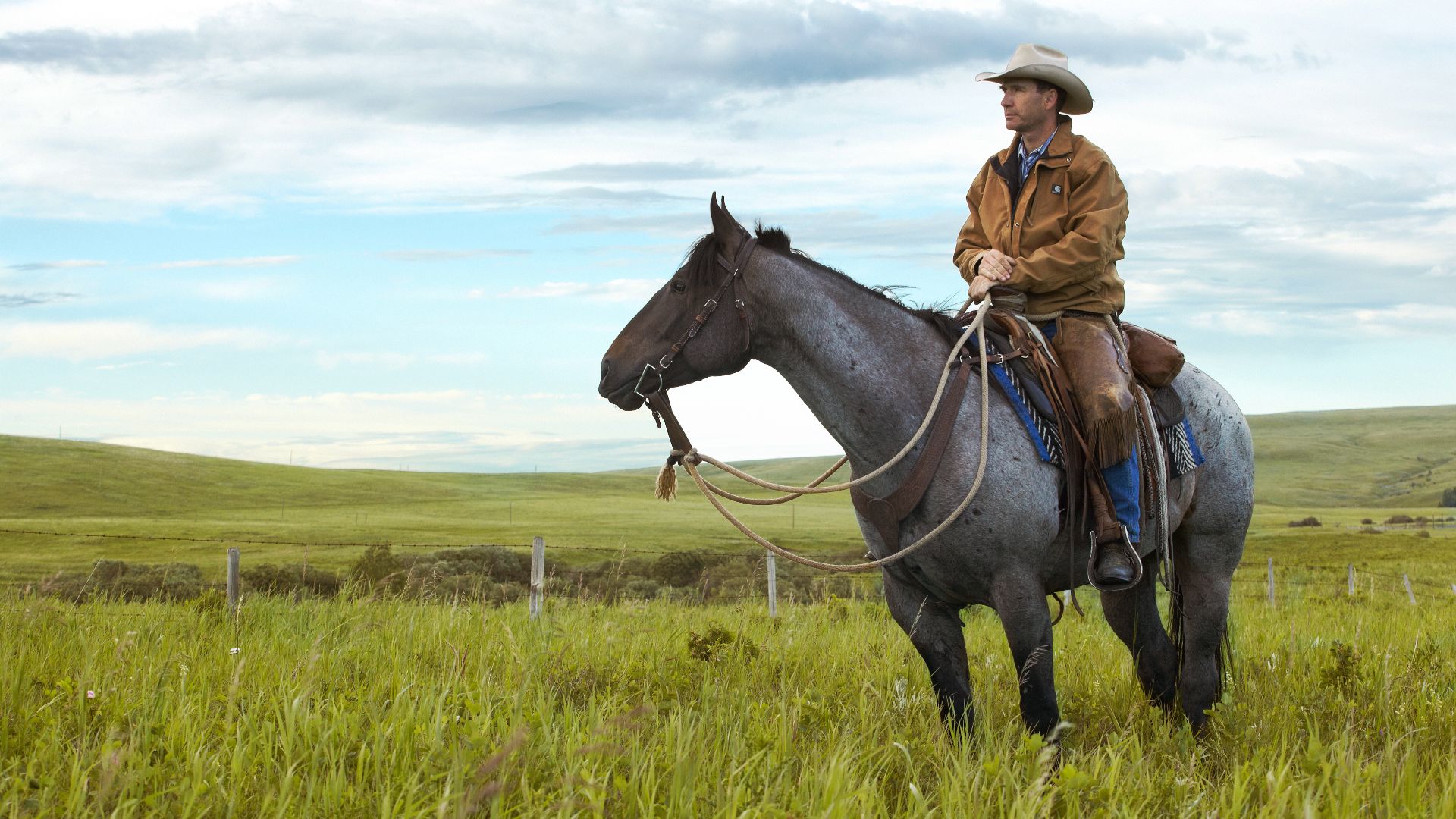 Cowboy on a blue road horse, standing in foreground of grassy landscape