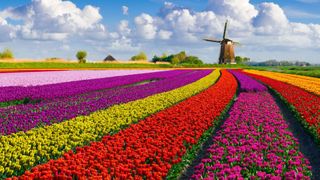 Colorful tulip fields in front of a windmill under a nicely clouded sky