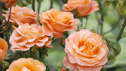 A shrub covered with peach colored roses