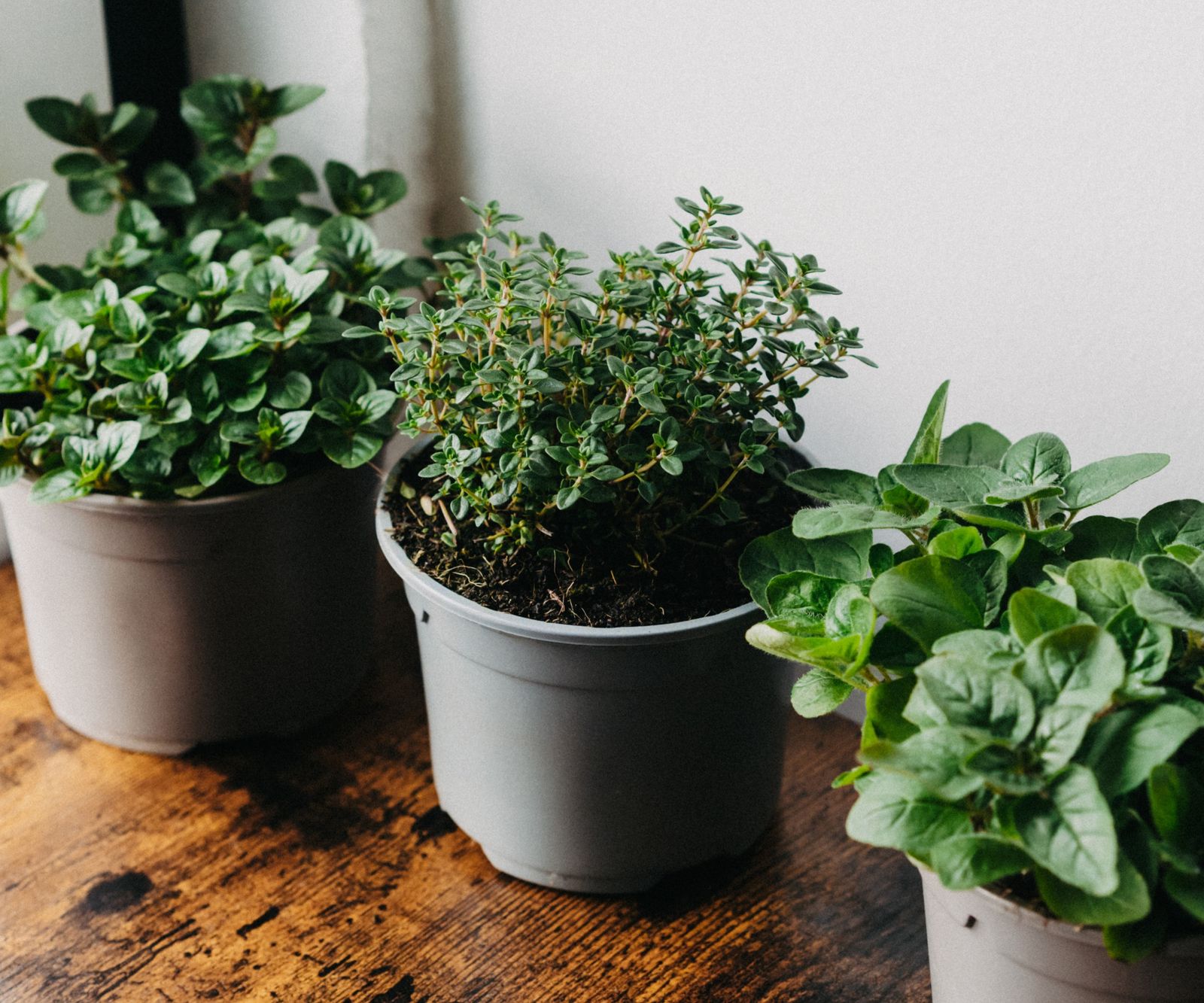 How To Grow Thyme Indoors Top Tips For Healthy Herbs Homes Gardens