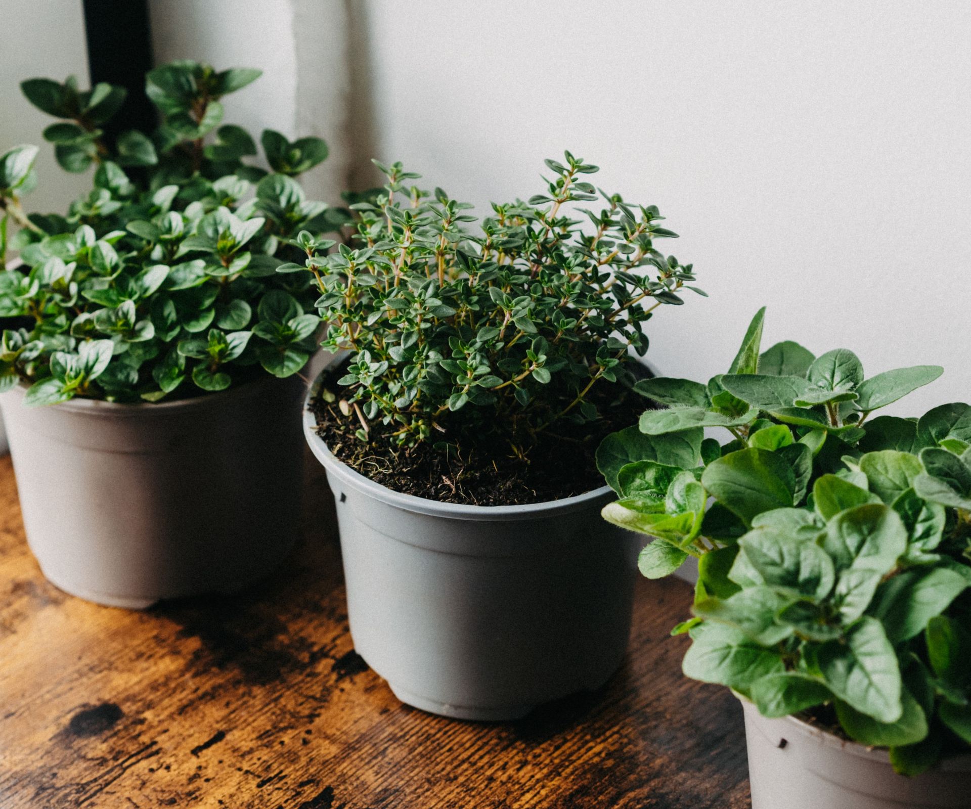 How to grow thyme indoors top tips for healthy herbs Homes & Gardens