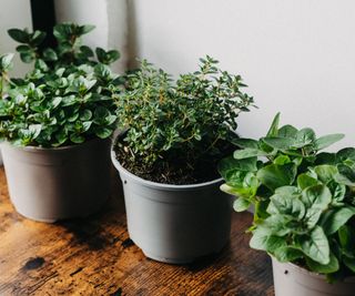 Thyme, mint, and oregano growing indoors