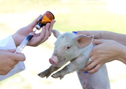 A pig receives a shot