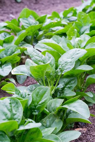 green spinach growing in raised bed