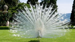 A white peacock