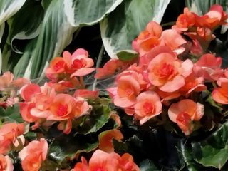 OnePlus Nord N200 5G camera samples