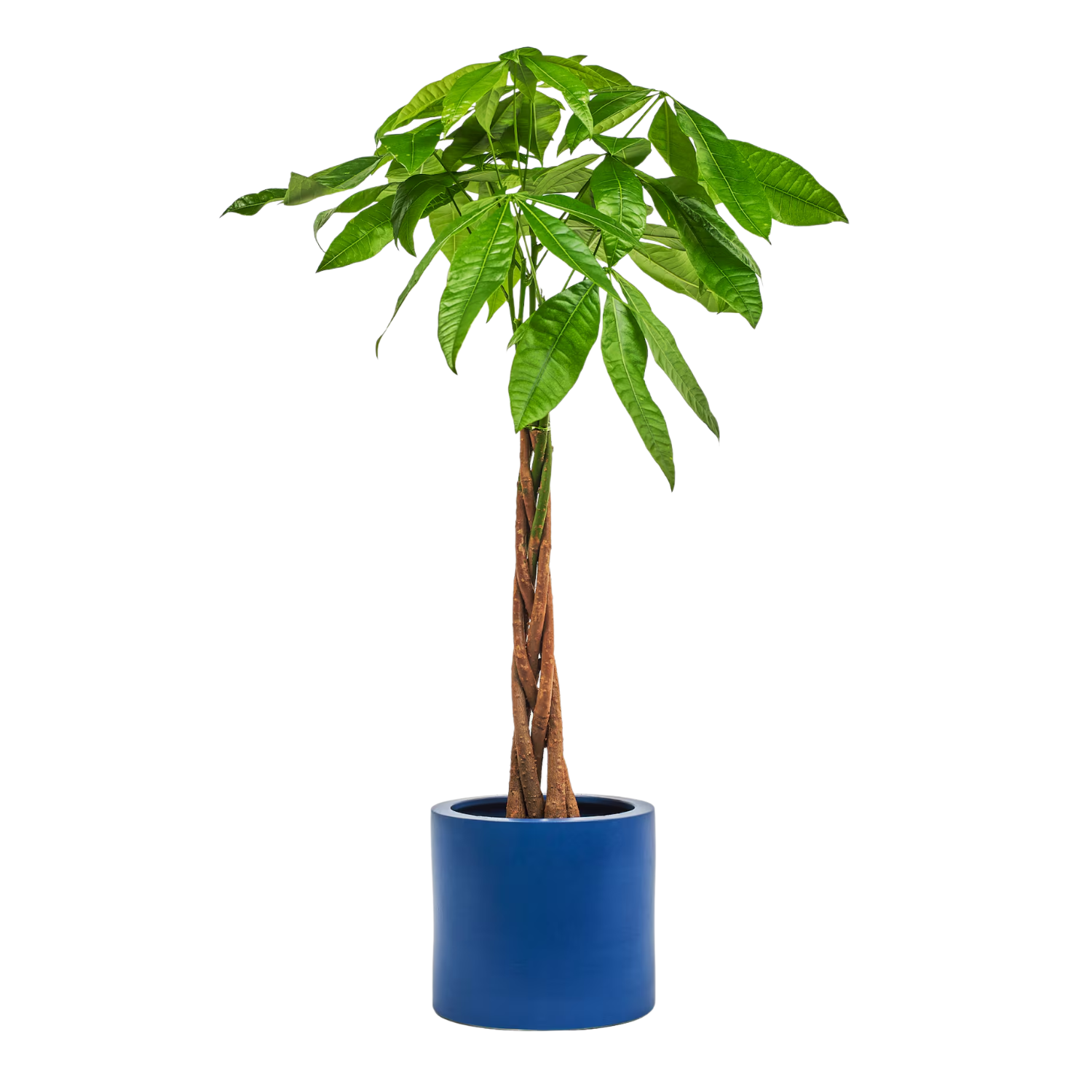 A tall money tree form H&M