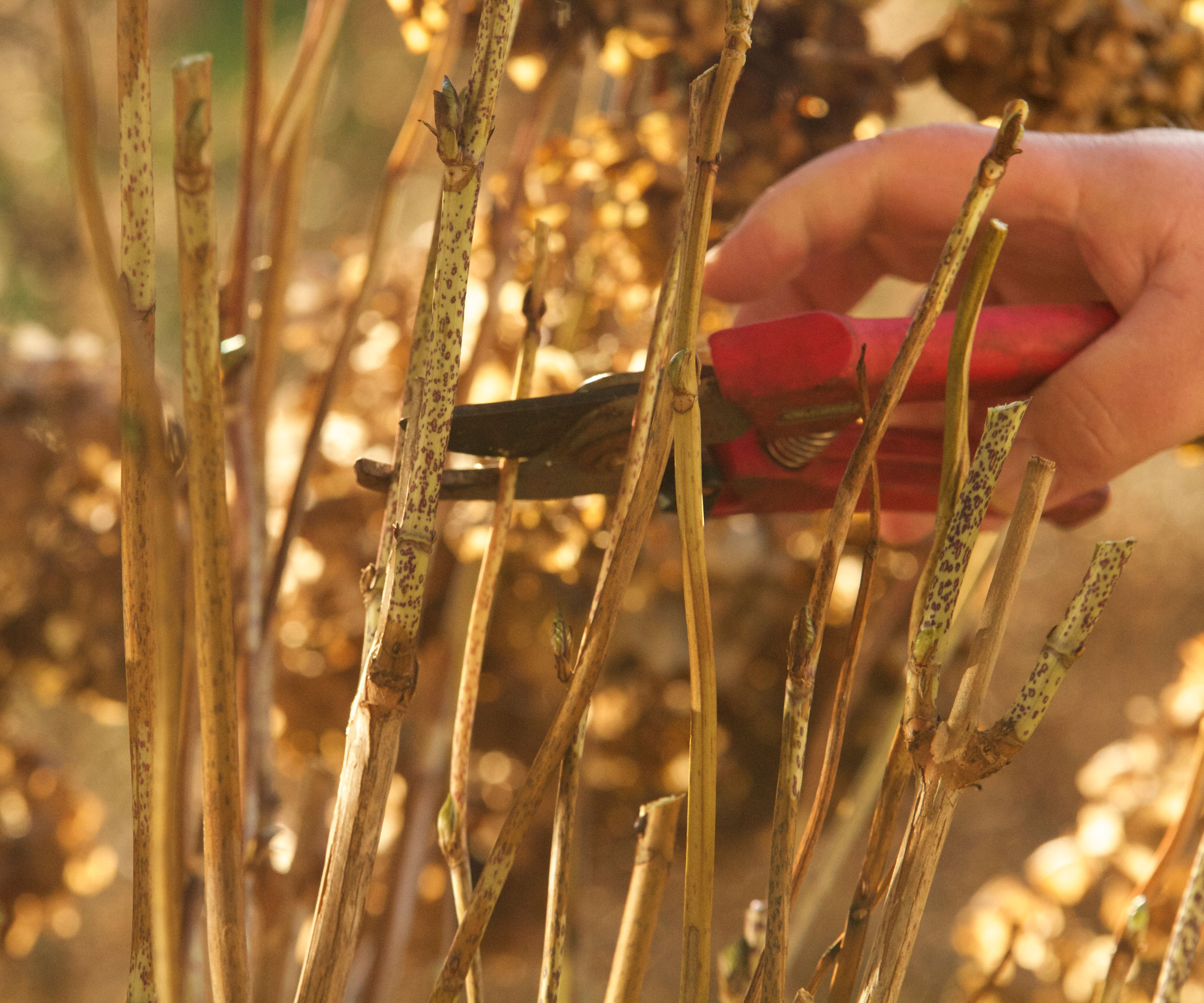 panicle hydrangea stalks with red pruners