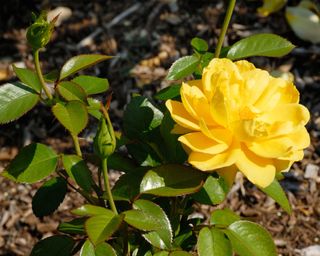 radiant perfume yellow rose