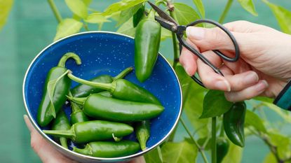 A green jalapeno being picked from a plant outside