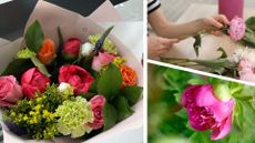 composite of peonies in bouquet, being prepped by florish and growing in garden