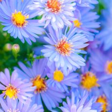 New England aster plants with pale purple blue flowers and orange gold centers