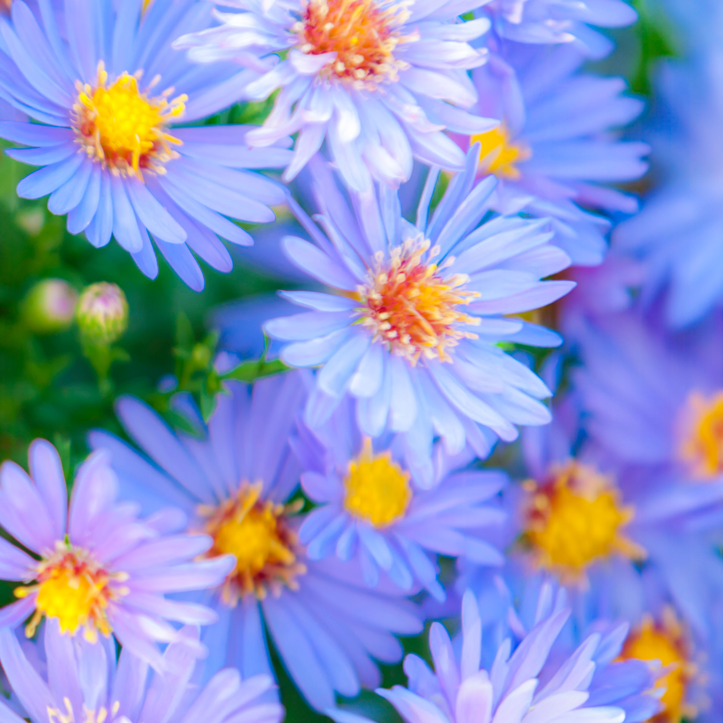 New England aster plants with pale purple blue flowers and orange gold centers
