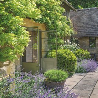 Potted lavender plant on patio area outside house with wall climbing plants