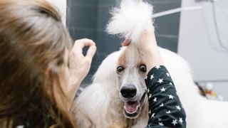 Dog grooming tips: poodle being groomed