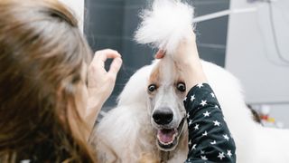 10 Best Dog Grooming Tips