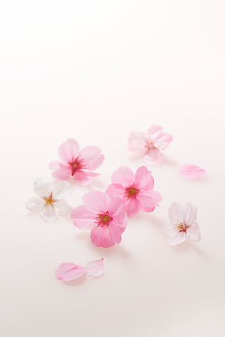Petal, Flower, Pink, Blossom, Peach, Flowering plant, Botany, Art, Artificial flower, Still life photography,