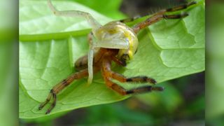 Predation event where a Damastes spider captured a Heterixalus andrakata tree frog.