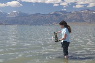 Geomicrobiologist Felisa Wolfe-Simon, collecting lake-bottom sediments in the shallow waters off Mono Lake's 10 Mile Beach. The research led to the discovery of an organism on Earth that thrives on arsenic.