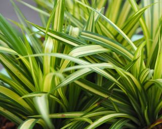 close-up of variegated spider plant leaves