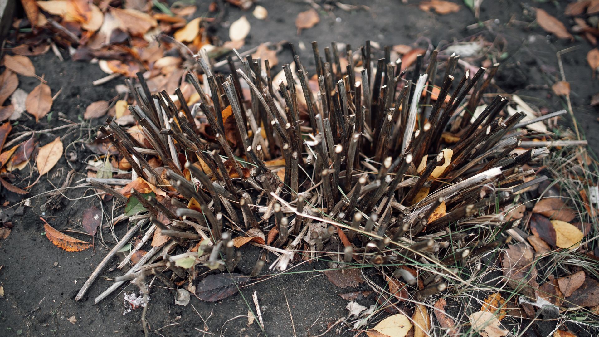 picture of pruned hydrangea plant in garden