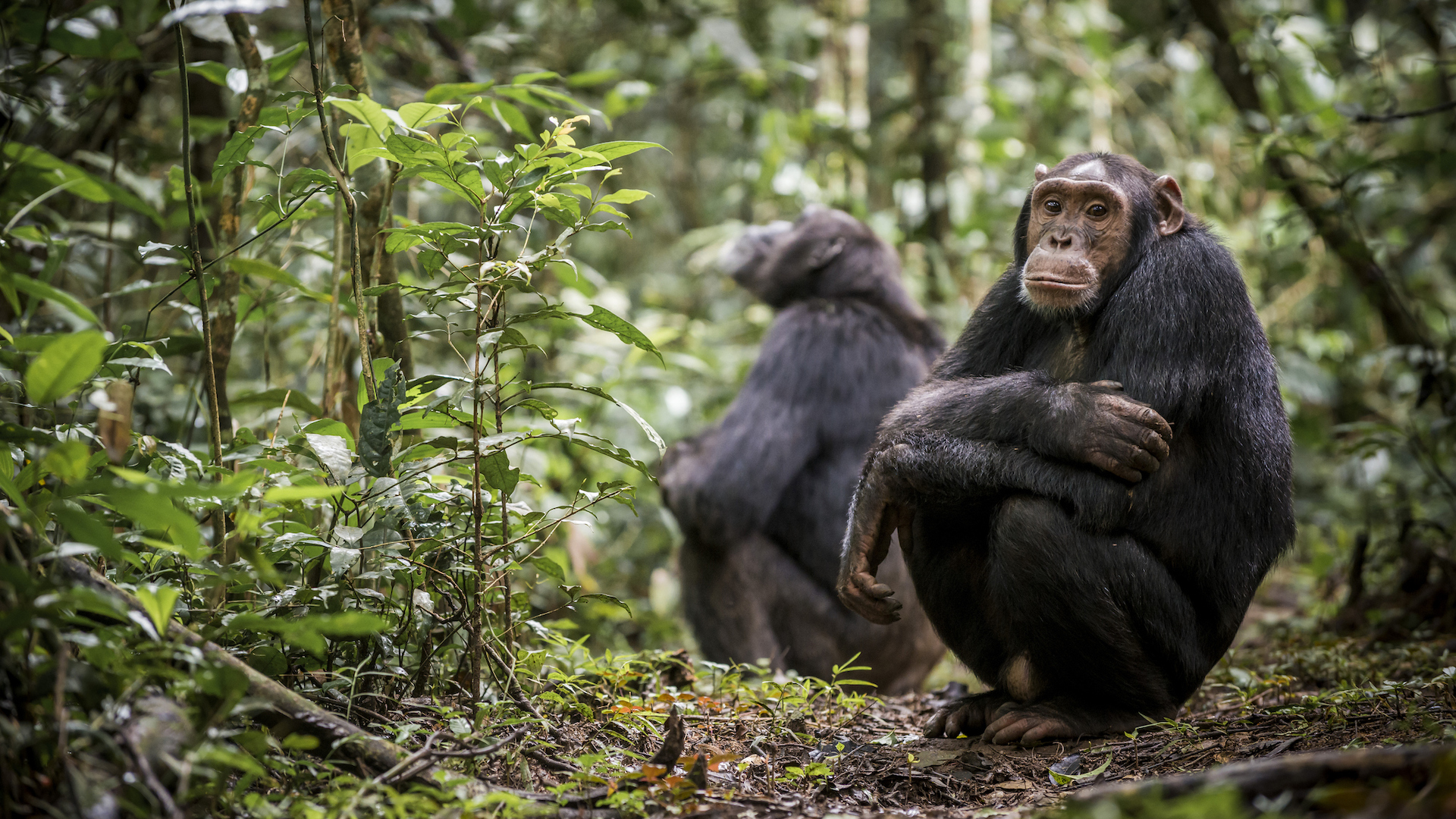 A photograph of two chimpanzees sitting in the forest.