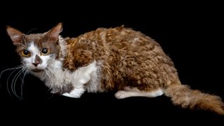 Popular cat breeds