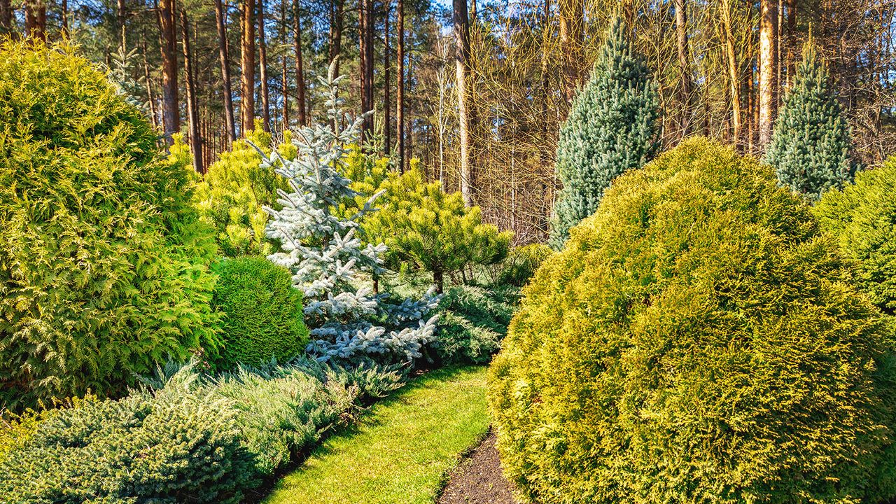 autiful ornamental landscaped garden with conifers