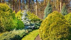 autiful ornamental landscaped garden with conifers