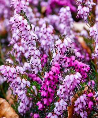 Pink spires of heather Erica carnea