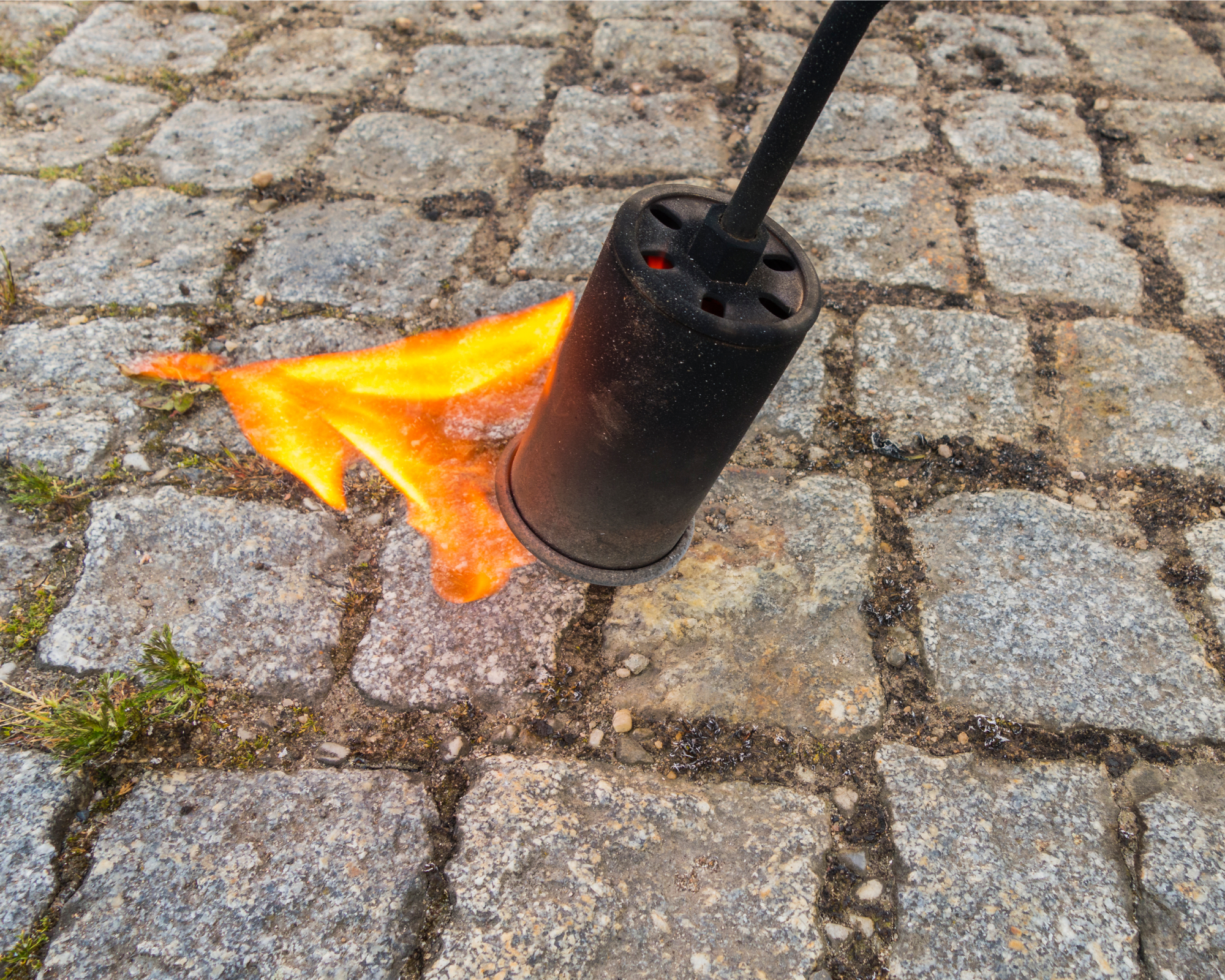 Using flame weeder on weeds between pavers