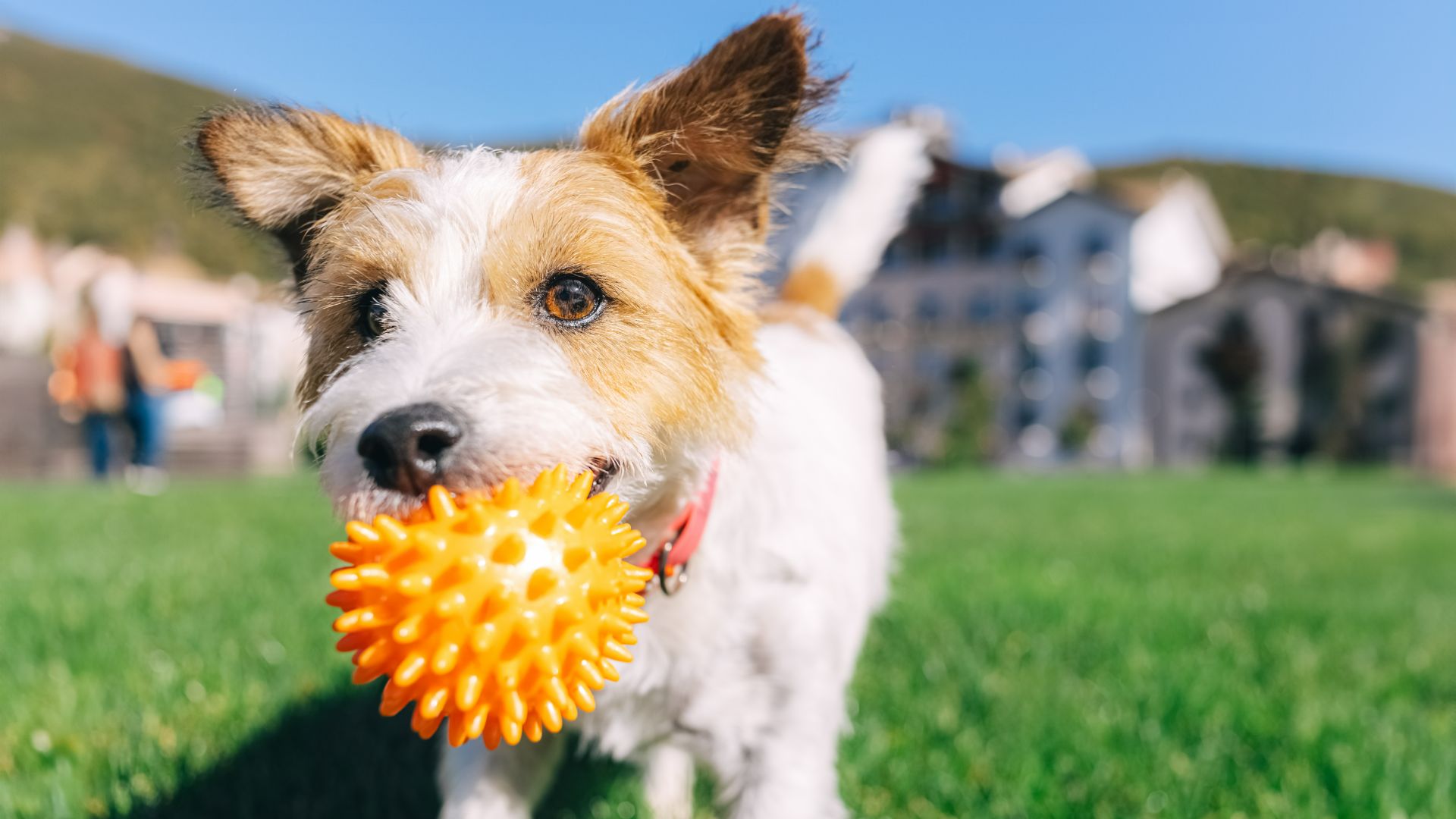Jack Russell Terrier running in the grass with a ball