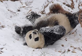 Mei Xiang, an 10-year-old female giant panda rolls down the snow-covered hill at the National Zoo's Fujifilm Giant Panda Habitat on Jan. 27, 2009