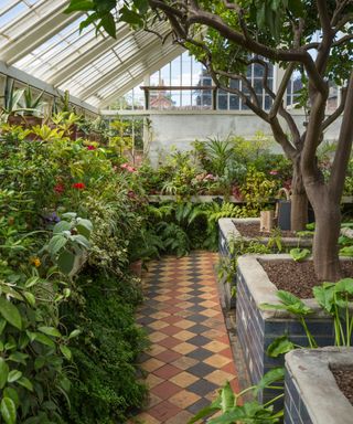 exotic tender plants growing in orangery at Peckover House National Trust