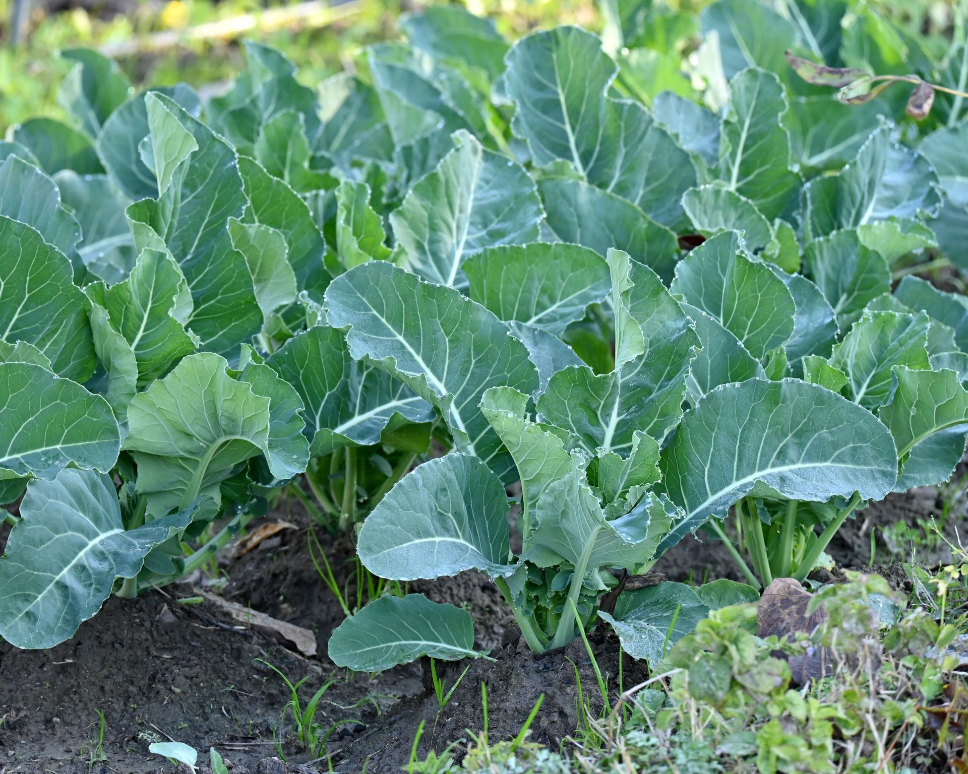 cauliflowers growing in a vegetable garden