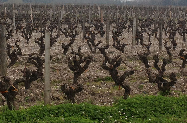 Bordeaux vines
