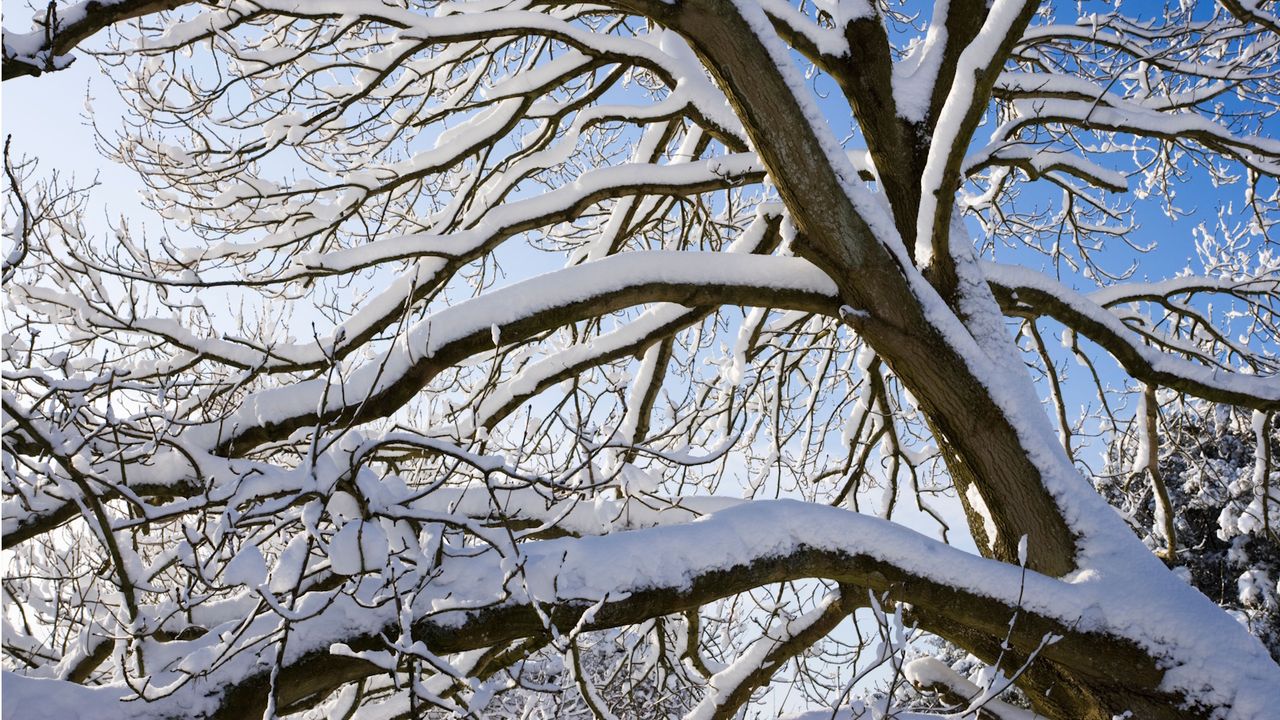 Snow on tree branches